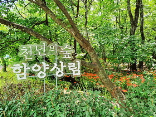 함양 상림공원 꽃무릇 이번 주말 만개